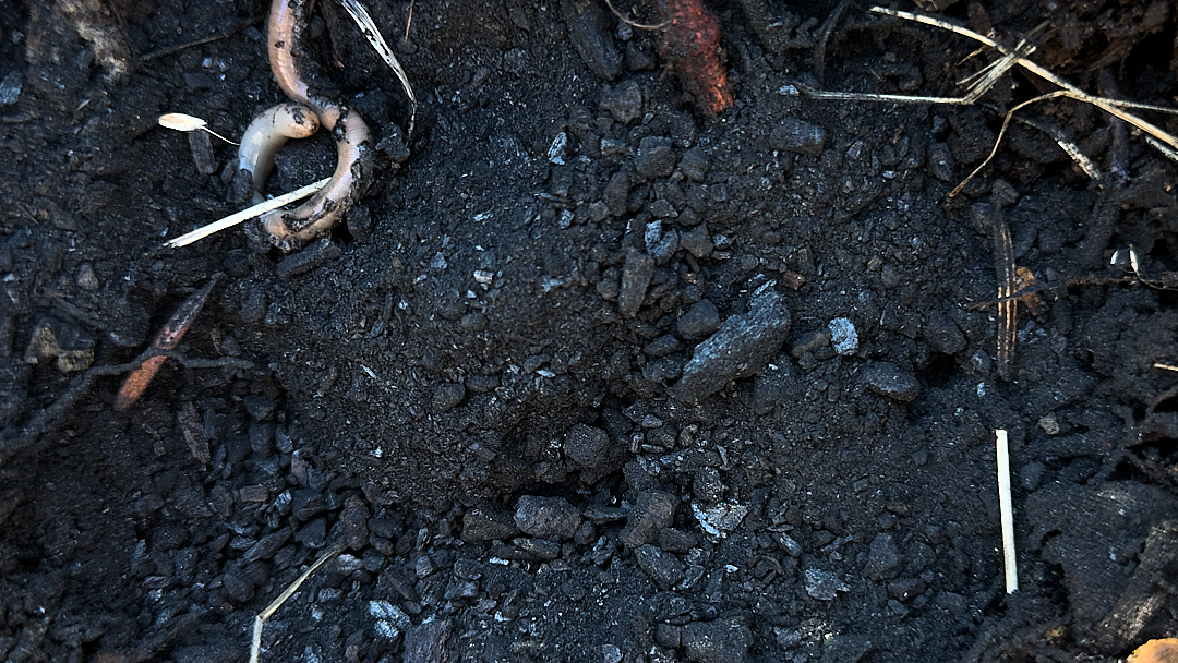 Pflanzenkohle aus Pyrolyse zur Förderung der Bodengesundheit - mit Regenwurm
