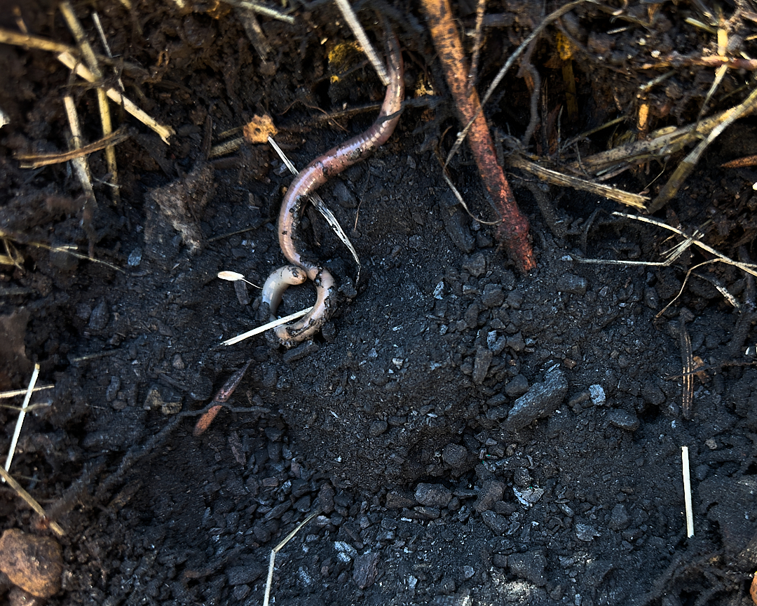 Pflanzenkohle aus Pyrolyse zur Förderung der Bodengesundheit - mit Regenwurm